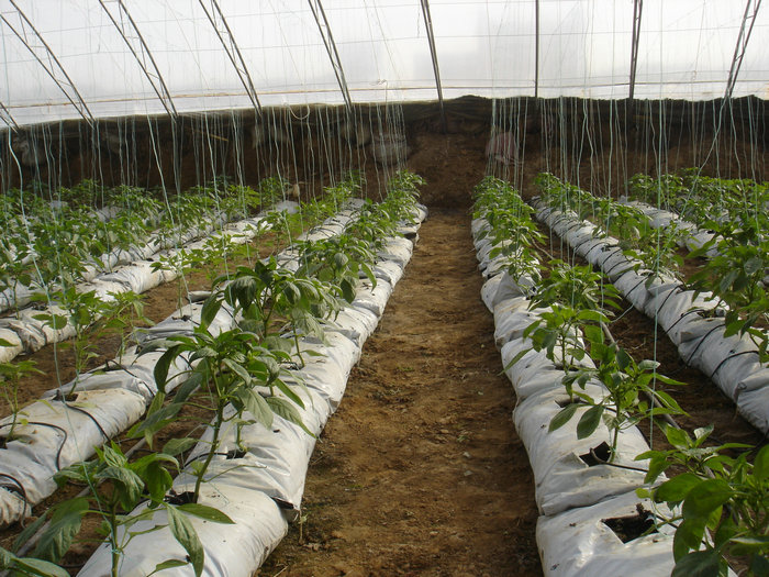 1473144957544990.jpg 1473144957544990.jpg