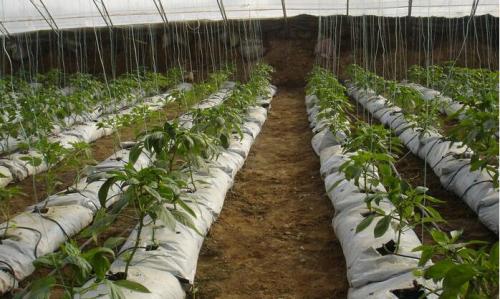 槽式栽培基質(zhì)