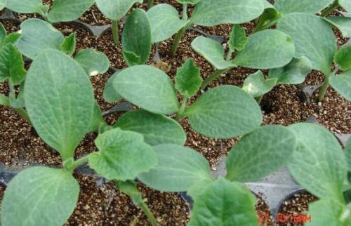 南瓜育苗基質(zhì)